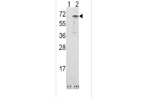 Western blot analysis of CAMKK1 using rabbit polyclonal CAMKK1 Antibody using 293 cell lysates (2 ug/lane) either nontransfected (Lane 1) or transiently transfected with the CAMKK1 gene (Lane 2). (CAMKK1 anticorps  (AA 337-369))