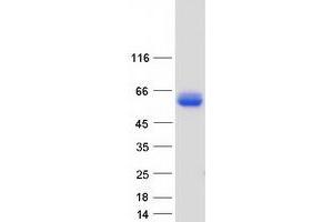 Validation with Western Blot (Glycogenin 2 Protein (GYG2) (Transcript Variant 4) (Myc-DYKDDDDK Tag))