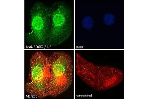ABIN185049 Immunofluorescence analysis of paraformaldehyde fixed U2OS cells, permeabilized with 0.