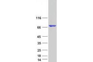 Validation with Western Blot