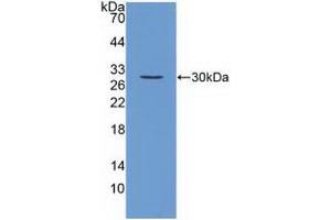 Western blot analysis of recombinant Mouse FGF23. (FGF23 anticorps  (AA 25-251))