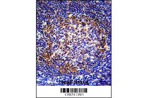 PAX5 Antibody immunohistochemistry analysis in formalin fixed and paraffin embedded human tonsil tissue followed by peroxidase conjugation of the secondary antibody and DAB staining. (PAX5 anticorps  (AA 178-207))
