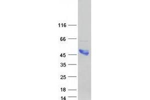 Validation with Western Blot