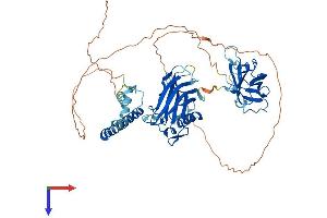 AlphaFold protein structure predicition of Mouse Recombinant Sytl1 Protein, UniprotID Q99N80