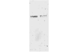 Image no. 3 for anti-Glutathione S Transferase (GST) antibody (ABIN226631) (GST anticorps)