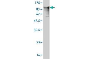 Western Blot detection against Immunogen (99. (TNXB anticorps  (AA 1-673))