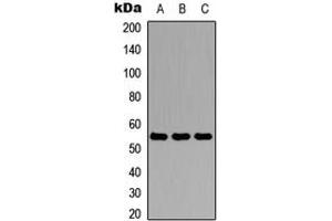 Western blot analysis of Antithrombin III expression in HEK293T (A), Raw264. (SERPINC1 anticorps  (N-Term))