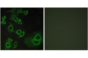 Immunofluorescence (IF) image for anti-Adenosine A3 Receptor (ADORA3) (AA 269-318) antibody (ABIN2890749) (Adenosine A3 Receptor anticorps  (AA 269-318))