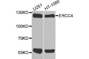 Western blot analysis of extracts of various cell lines, using ERCC4 antibody. (ERCC4 anticorps)
