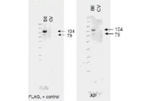 Image no. 1 for anti-ATP-Binding Cassette, Sub-Family B (MDR/TAP), Member 6 (ABCB6) (AA 440-455) antibody (ABIN199946) (ABCB6 anticorps  (AA 440-455))