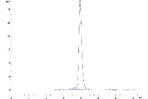The purity of Human ALK-1/ACVRL1 is greater than 95 % as determined by SEC-HPLC.