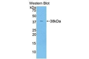 Western Blotting (WB) image for anti-Angiopoietin-Like 7 (ANGPTL7) (AA 22-337) antibody (ABIN1858009)