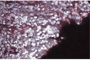 Immunofluorescence staining of rabbit spleen. (SEMA4D/CD100 anticorps  (AA 721-861))