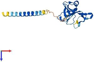 AlphaFold protein structure predicition of Mouse Recombinant Klrd1 Protein, UniprotID O54707