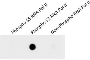 Western Blotting (WB) image for anti-RNA Polymerase II (pSer2) antibody (ABIN7454655) (RNA Polymerase II anticorps  (pSer2))