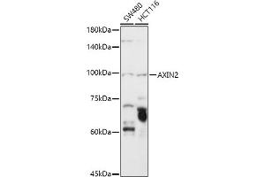 Western blot analysis of extracts of various cell lines, using  antibody (ABIN6129209, ABIN6137382, ABIN6137383 and ABIN6219595) at 1:1000 dilution. (AXIN2 anticorps  (AA 650-750))