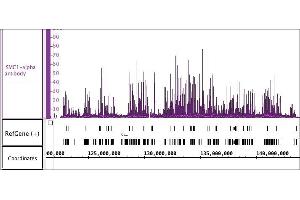 SMC1-a antibody (pAb) tested by ChIP-Seq. (SMC1A anticorps  (C-Term))