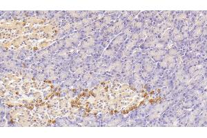 Detection of GIP in Human Pancreas Tissue using Polyclonal Antibody to Gastric Inhibitory Polypeptide (GIP) (GIP anticorps  (AA 22-153))