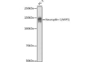 Western blot analysis of extracts of PC-3 cells, using Neuropilin-1 (NRP1) antibody (ABIN7268892) at 1:1000 dilution. (Neuropilin 1 anticorps  (AA 21-250))