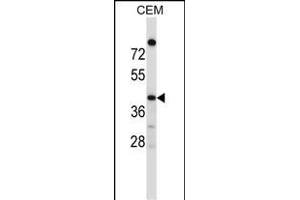 OR4C16 Antibody (C-term) (ABIN657543 and ABIN2846558) western blot analysis in CEM cell line lysates (35 μg/lane). (OR4C16 anticorps  (C-Term))
