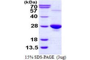 SDS-PAGE (SDS) image for Glutathione Peroxidase 1 (GPX1) (AA 1-203), (U49C) protein (His tag) (ABIN667598)