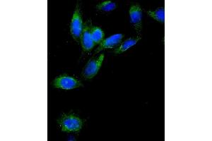 IF analysis of AEBP2 using anti-AEBP2 antibody (ABIN4886435). (AEBP2 anticorps  (AA 424-517))