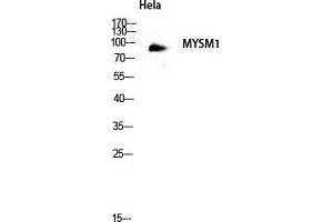 Western Blot (WB) analysis of HeLa lysis using MYSM1 antibody. (MYSM1 anticorps  (Internal Region))