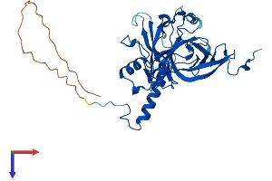AlphaFold protein structure predicition of Human Recombinant MRPL3 Protein, UniprotID P09001