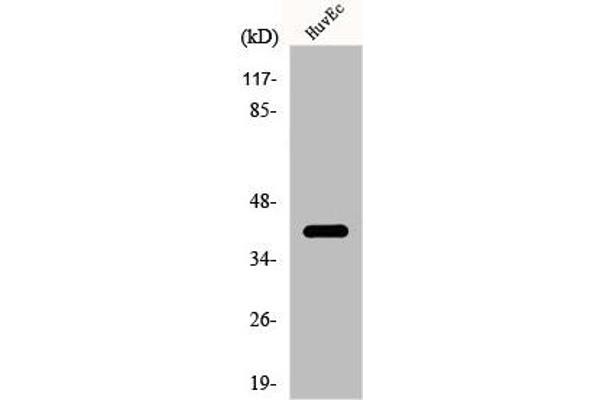 CDK5R2 Antikörper  (Internal Region)