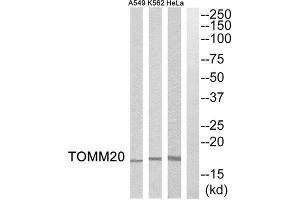 Western Blotting (WB) image for anti-Mitochondrial Import Receptor Subunit TOM20 homolog (TOMM20) (Internal Region) antibody (ABIN1851584) (TOMM20 anticorps  (Internal Region))