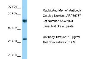 Western Blotting (WB) image for anti-Mediator of Cell Motility 1 (MEMO1) (C-Term) antibody (ABIN2774163) (MEMO1 anticorps  (C-Term))