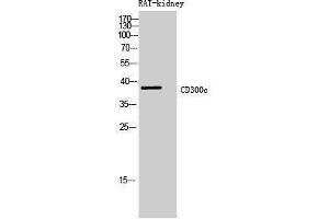 Western Blotting (WB) image for anti-CD300c (CD300C) (Internal Region) antibody (ABIN3181458) (CD300c anticorps  (Internal Region))