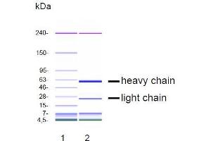 CGE analysis of purified DP-4A1 monoclonal antibody.