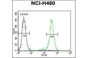 Flow cytometric analysis of NCI-H460 cells using OR2B11 Antibody (C-term) Cat. (OR2B11 anticorps  (C-Term))