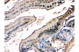 IHC testing of FFPE mouse intestine with FABP antibody. (FABP1 (liver) anticorps)