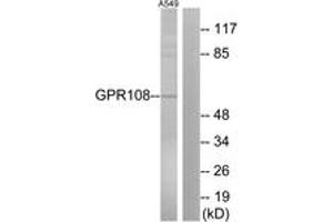 Western blot analysis of extracts from A549 cells, using GPR108 Antibody. (GPR108 anticorps  (AA 155-204))