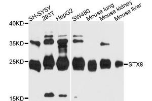 Western blot analysis of extracts of various cell lines, using STX8 antibody. (STX8 anticorps)