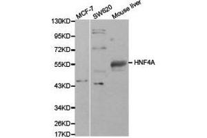 Western Blotting (WB) image for anti-Hepatocyte Nuclear Factor 4, alpha (HNF4A) antibody (ABIN1873062)