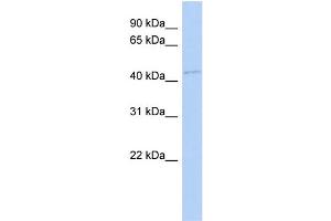 WB Suggested Anti-FAM98B Antibody Titration: 0. (FAM98B anticorps  (N-Term))