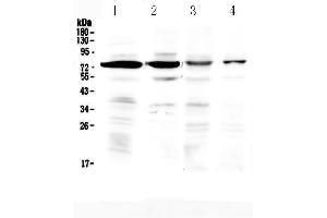 Western blot analysis of IBSP using anti-IBSP antibody . (IBSP anticorps)