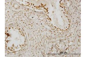 Image no. 1 for anti-Kelch Domain Containing 4 (KLHDC4) (AA 1-464) antibody (ABIN466218) (KLHDC4 anticorps  (AA 1-464))