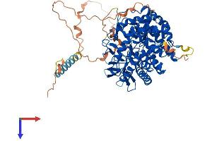 AlphaFold protein structure predicition of Human Recombinant MAN1C1 Protein, UniprotID Q9NR34