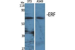 Western Blot (WB) analysis of specific cells using ERF Polyclonal Antibody. (ERF anticorps  (Ser360))