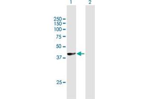 Western Blot analysis of HLA-B expression in transfected 293T cell line by HLA-B MaxPab polyclonal antibody.