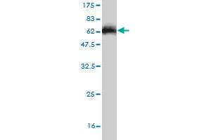 Western Blot detection against Immunogen (58.