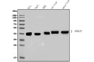 Western blot analysis of OTULIN using anti-OTULIN antibody (ABIN7601854). (FAM105B anticorps  (AA 49-352))