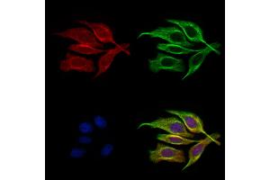ABIN6261365 and ABIN6272687 staining HepG2 cells by IF/ICC. (DRD3 anticorps  (Internal Region))