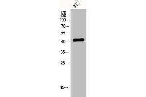 Western Blot analysis of 3T3 cells using EDG-3 Polyclonal Antibody