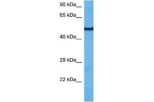 Host:  Rabbit  Target Name:  ATP5B  Sample Tissue:  Mouse Kidney  Antibody Dilution:  1ug/ml