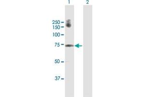 Western Blot analysis of GALNT6 expression in transfected 293T cell line by GALNT6 MaxPab polyclonal antibody. (GALNT6 anticorps  (AA 1-622))